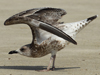 Larus armenicus